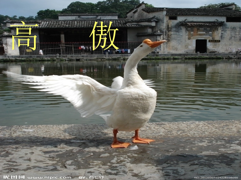 白公鹅(完整课件) (2)_第2页