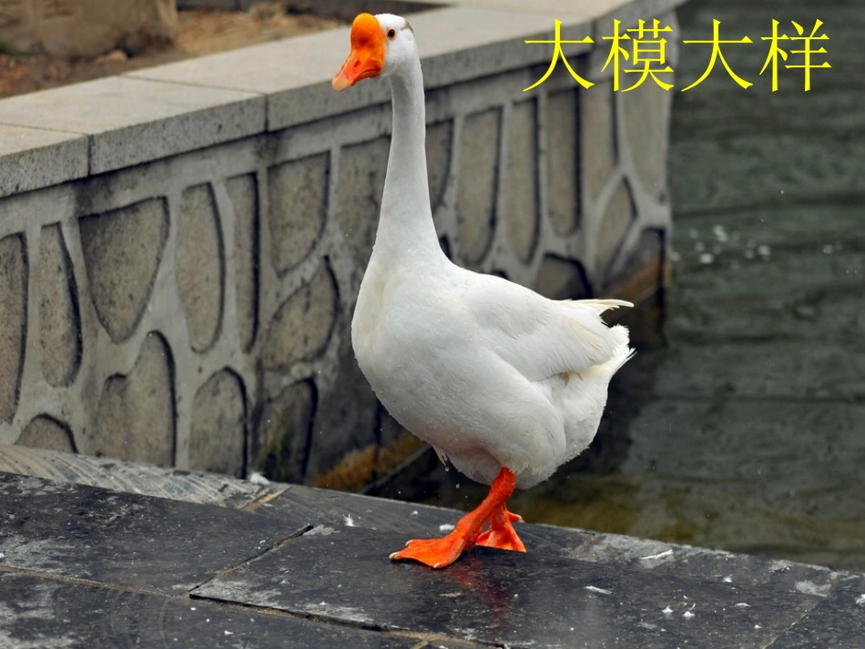 白公鹅(完整课件) (2)_第3页