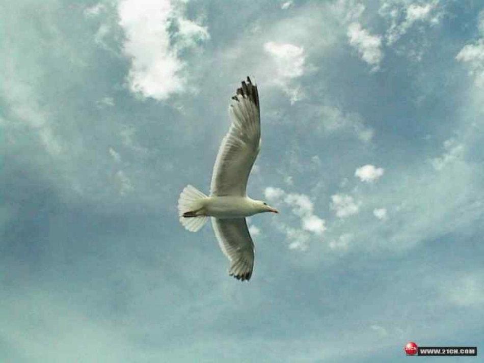 小学二年级语文29父亲和鸟_第2页