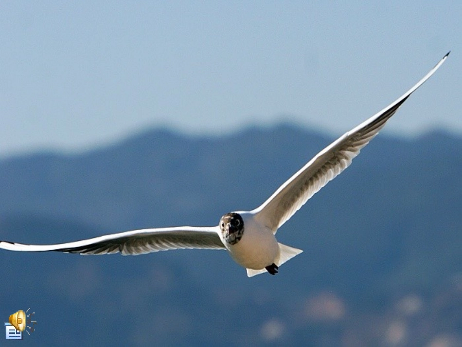 老人与海鸥(定稿)_第2页