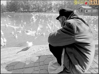 老人与海鸥(定稿)