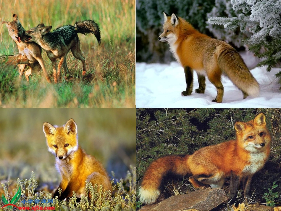 《金色的脚印》课件 (2)_第1页