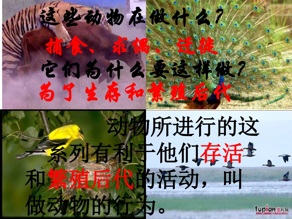 八年级生物动物的运动2_第2页
