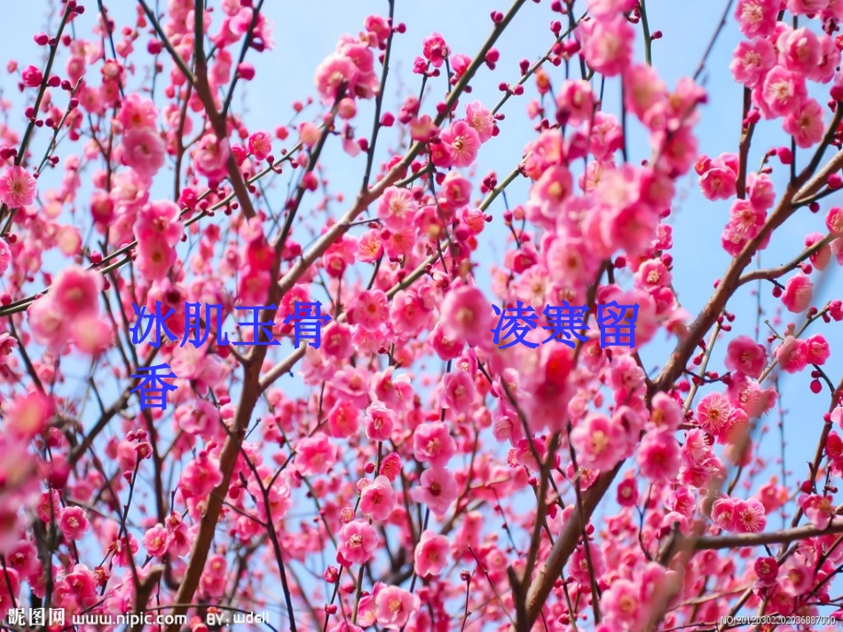 北师大版六年级上册第八单元-岁寒三友《墨竹图题诗》_第2页