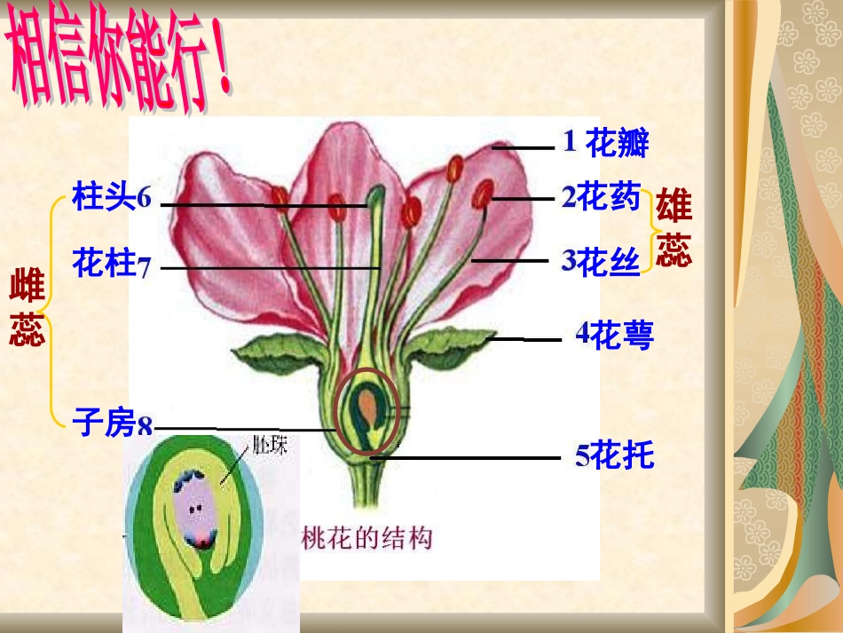 户玉兵花的结构课件修改后_第2页