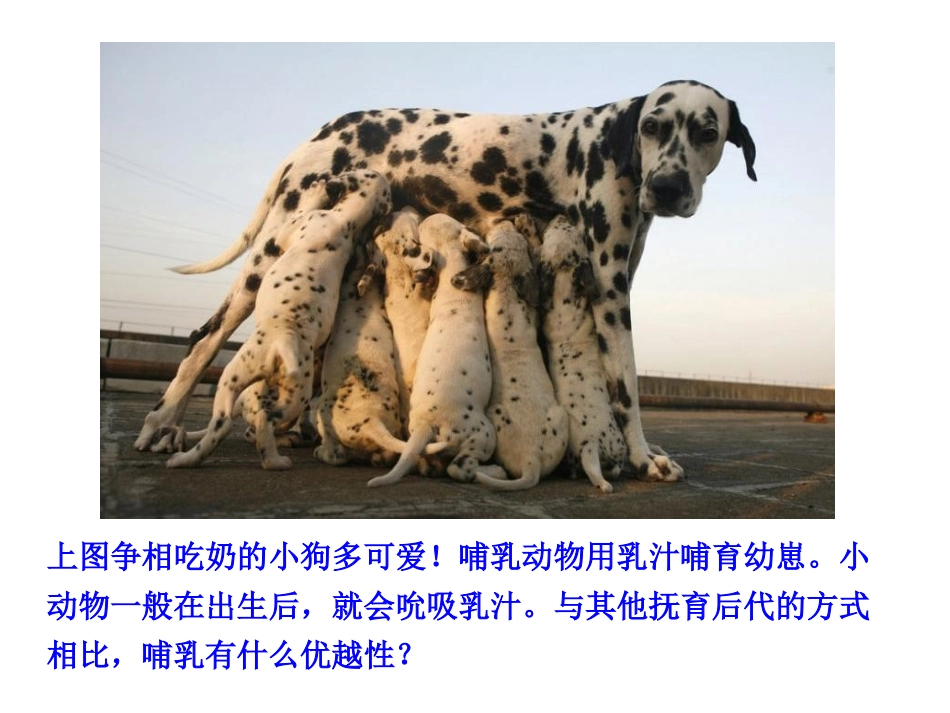 八上17哺乳动物_第3页