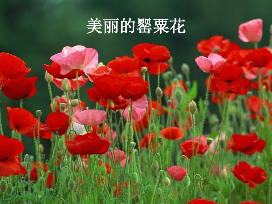 初中禁毒主题班会_第2页