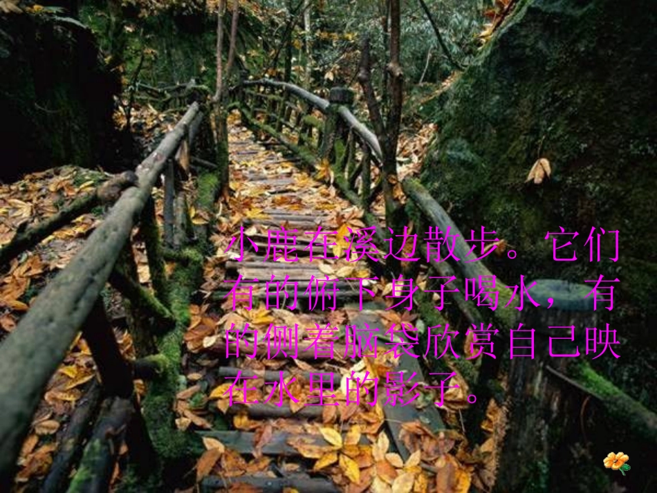 美丽的小兴安岭课件(2)_第3页