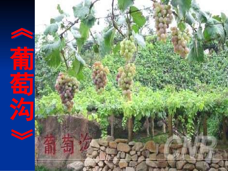 葡萄沟王振宇_第2页