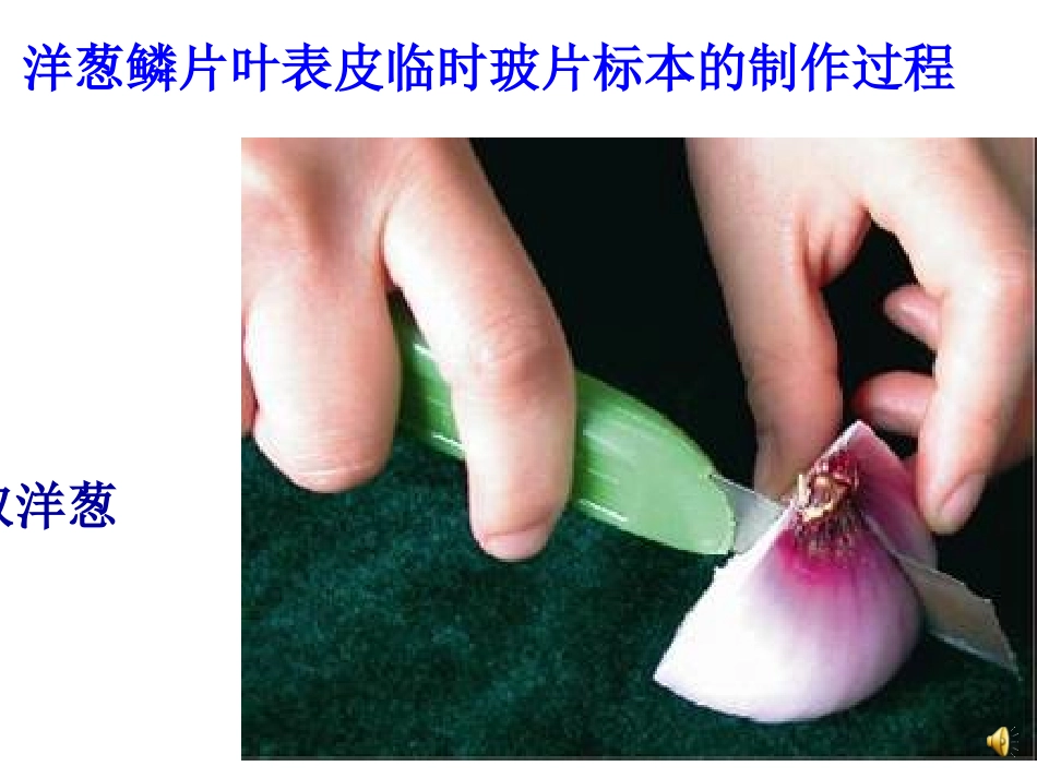 植物细胞结构和功能_第3页