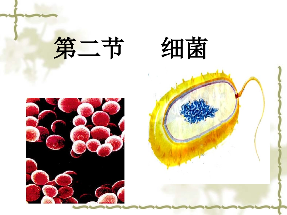 细菌——公开课_第2页