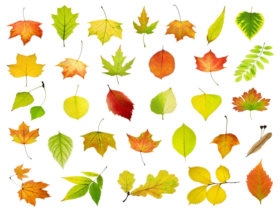 二年级上册19蓝色的树叶_第2页