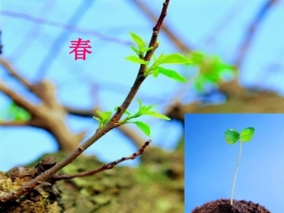 语文S版二年级上册《动物过冬》2