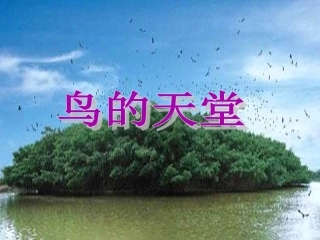 人教版四年级语文上册《鸟的天堂》PPT课件 (2)