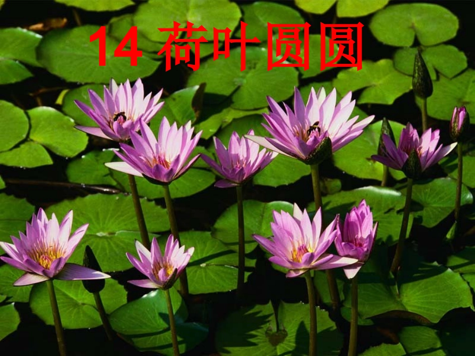 人教版一年级下册语文《荷叶圆圆》PPT课件_第3页