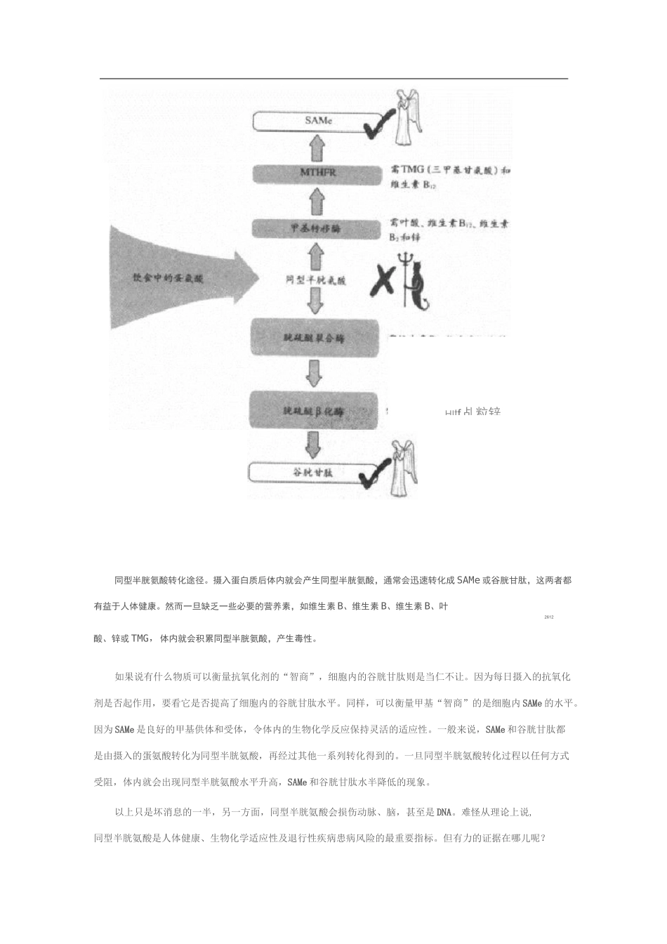 同型半胱氨酸与叶酸_第2页