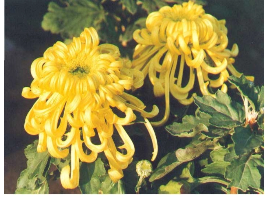 语文园地三 (2)_第2页