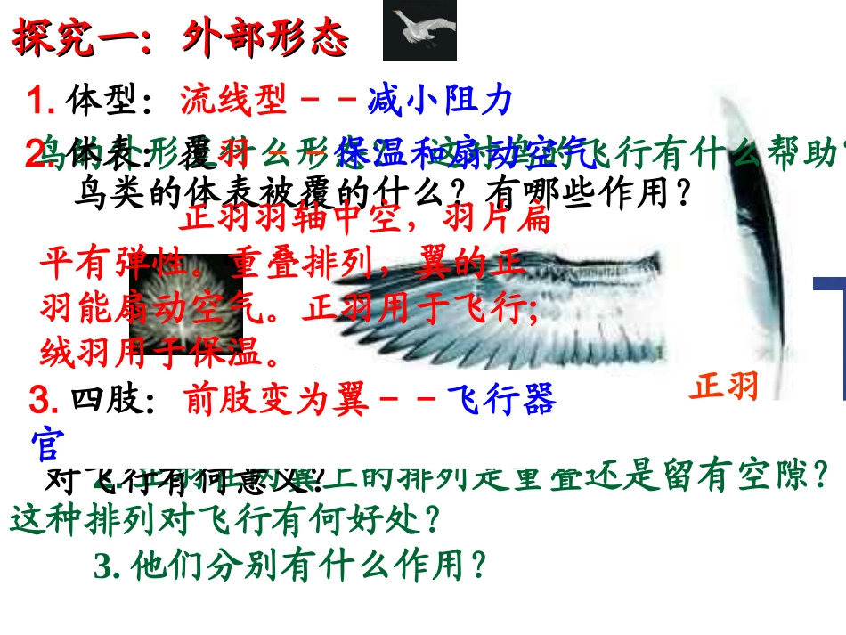 鸟适于飞行的外部形态特征_第1页
