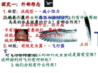 鸟适于飞行的外部形态特征