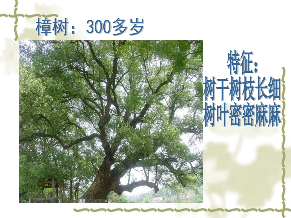 给树爷爷画像2_第3页