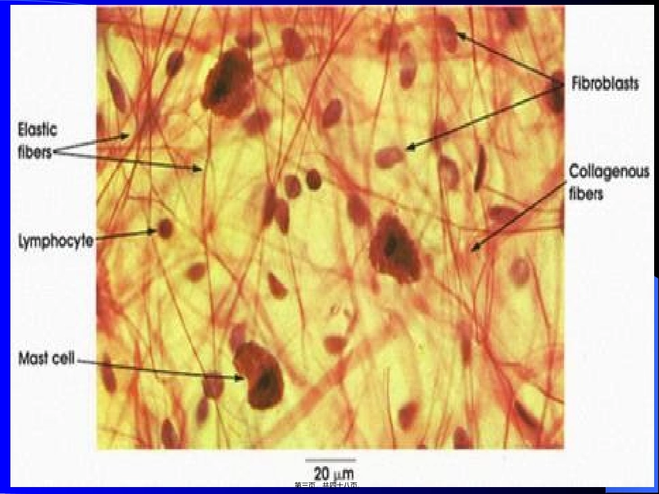 第二章-结缔组织_第3页