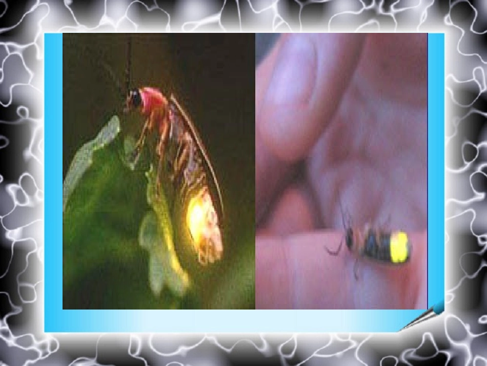 细胞的能量通货ATP_第2页