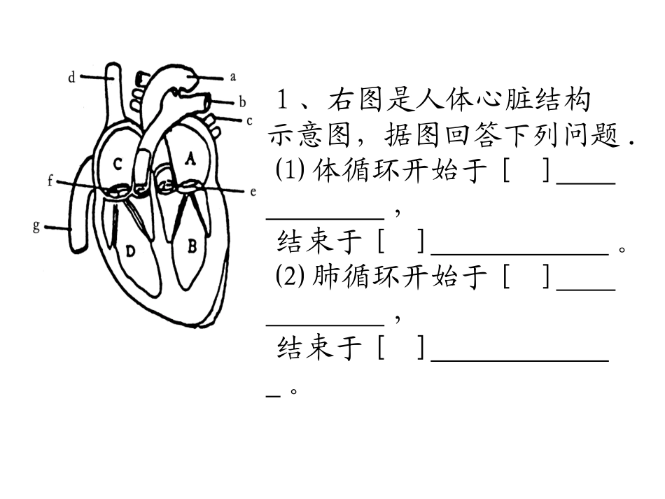 血液循环复习1_第1页
