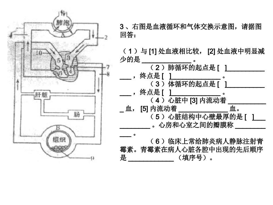 血液循环复习1_第3页
