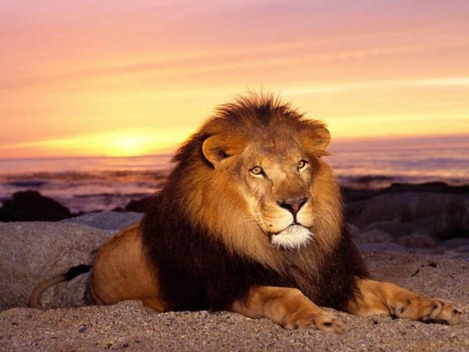 小学思品我和动物交朋友1_第2页