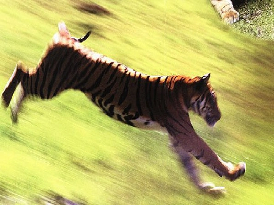 人教新课标版初中七下《华南虎》课件_第2页