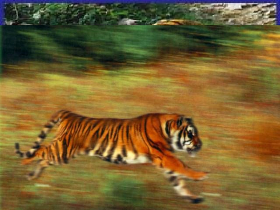 人教新课标版初中七下《华南虎》课件_第3页