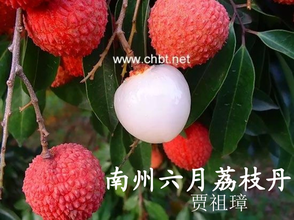 南州六月荔枝丹_第2页
