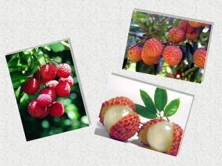 南州六月荔枝丹