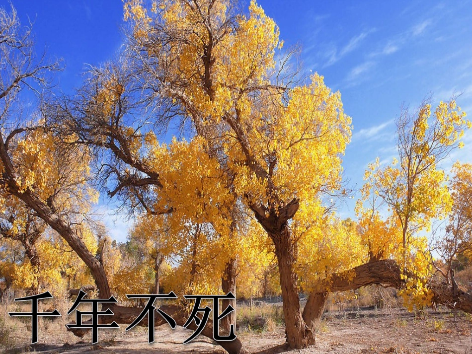 《胡杨赞》教学课件_第2页