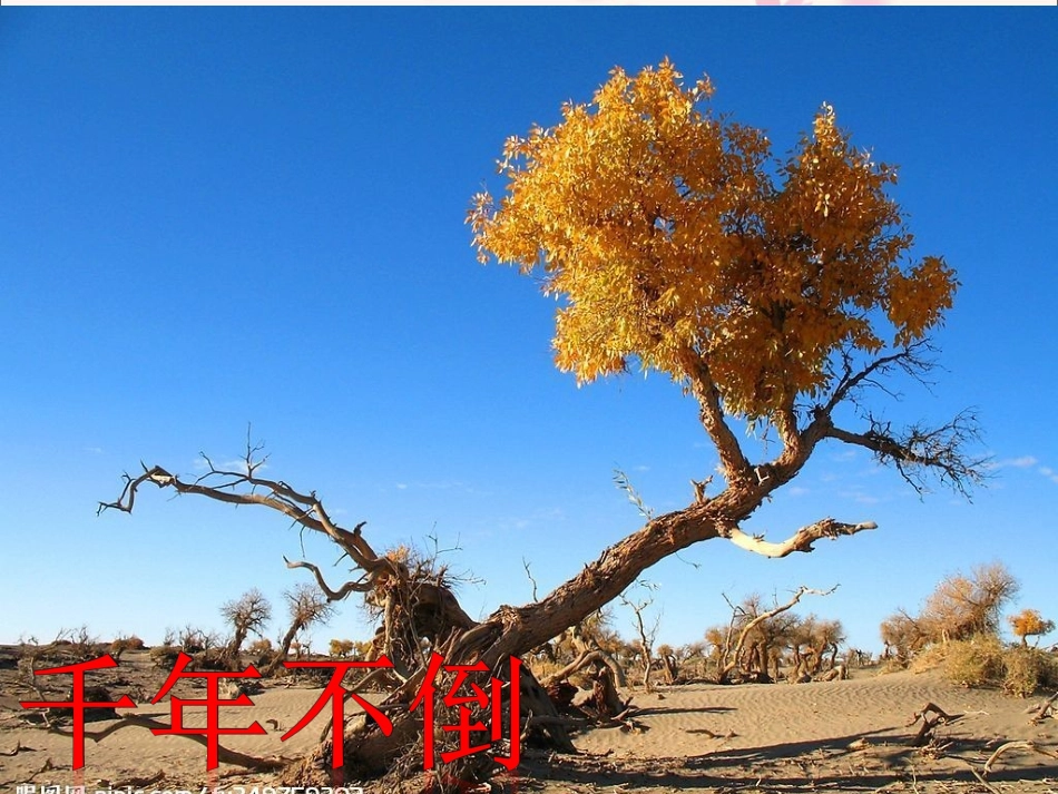 《胡杨赞》教学课件_第3页