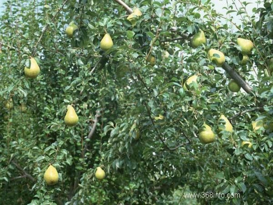 《不吃无主梨》01_第3页