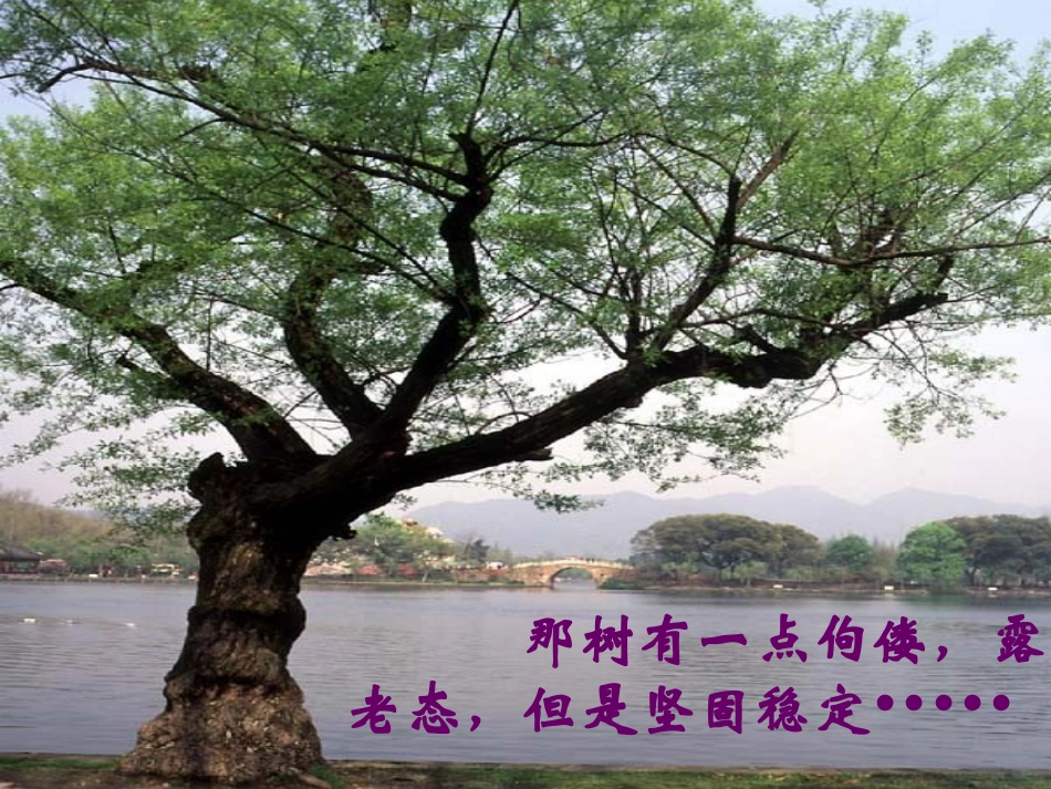 《那树》讲课课件_第1页