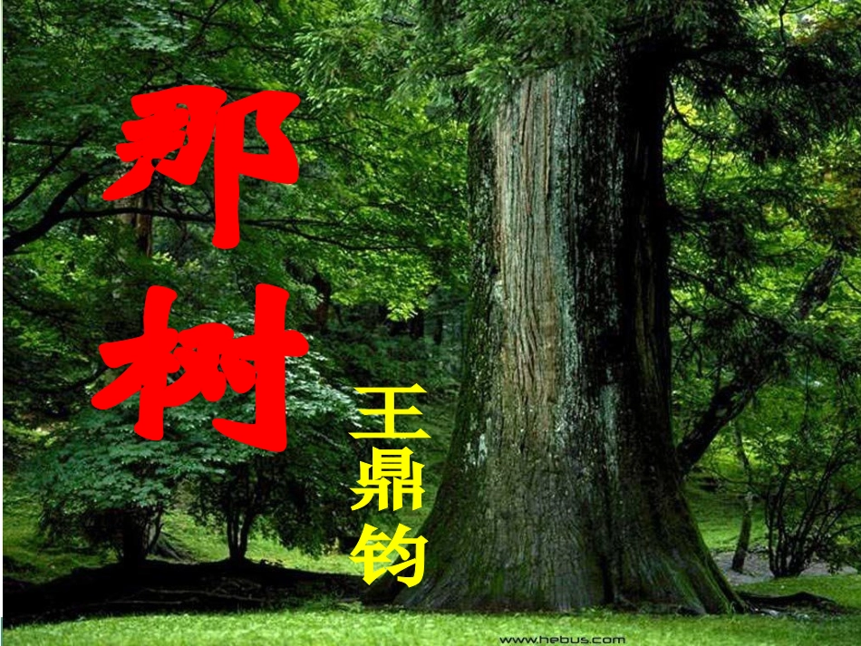 《那树》讲课课件_第3页