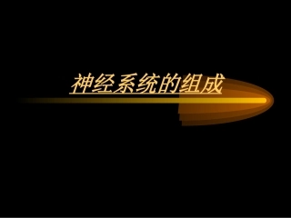 神经系统的组成和功能
