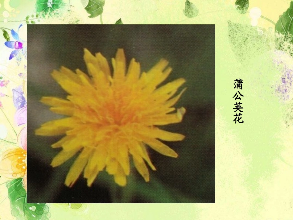 金色的草地课件_第3页