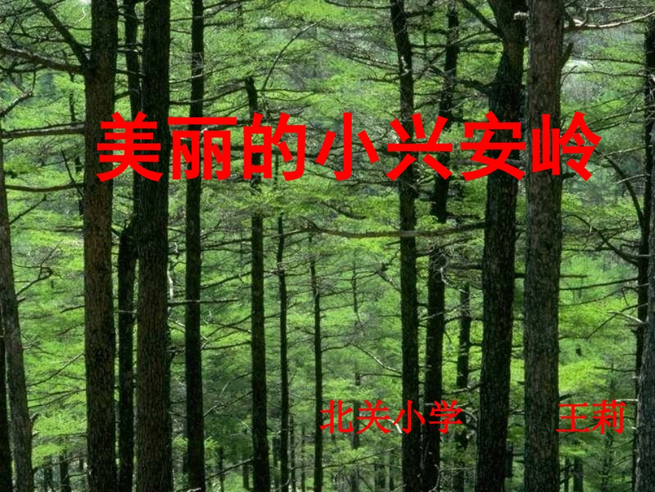 王莉美丽的小兴安岭_第1页