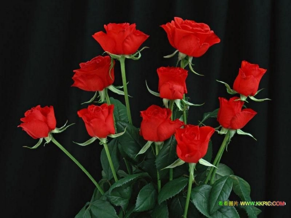 花儿为什么这样红 (2)_第3页