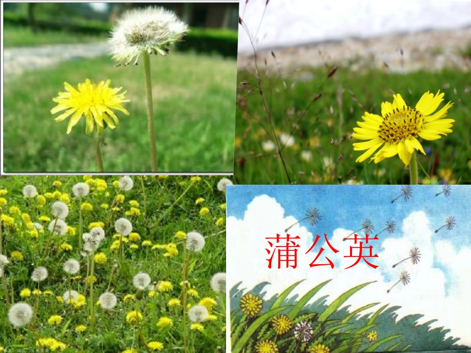 蒲公英课件-2(1)_第2页