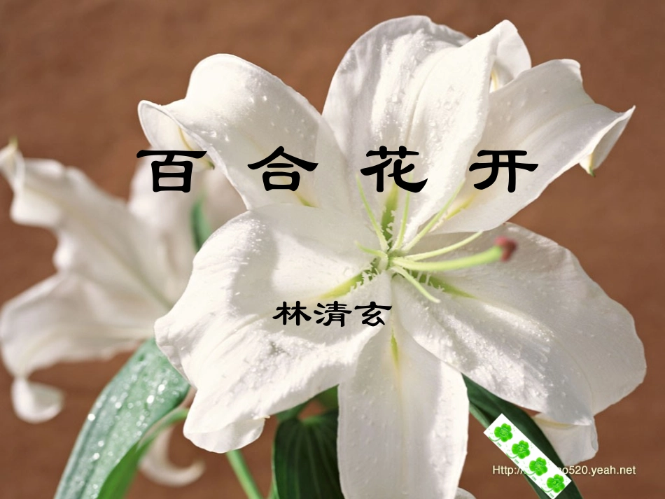 《百合花开》01_第1页