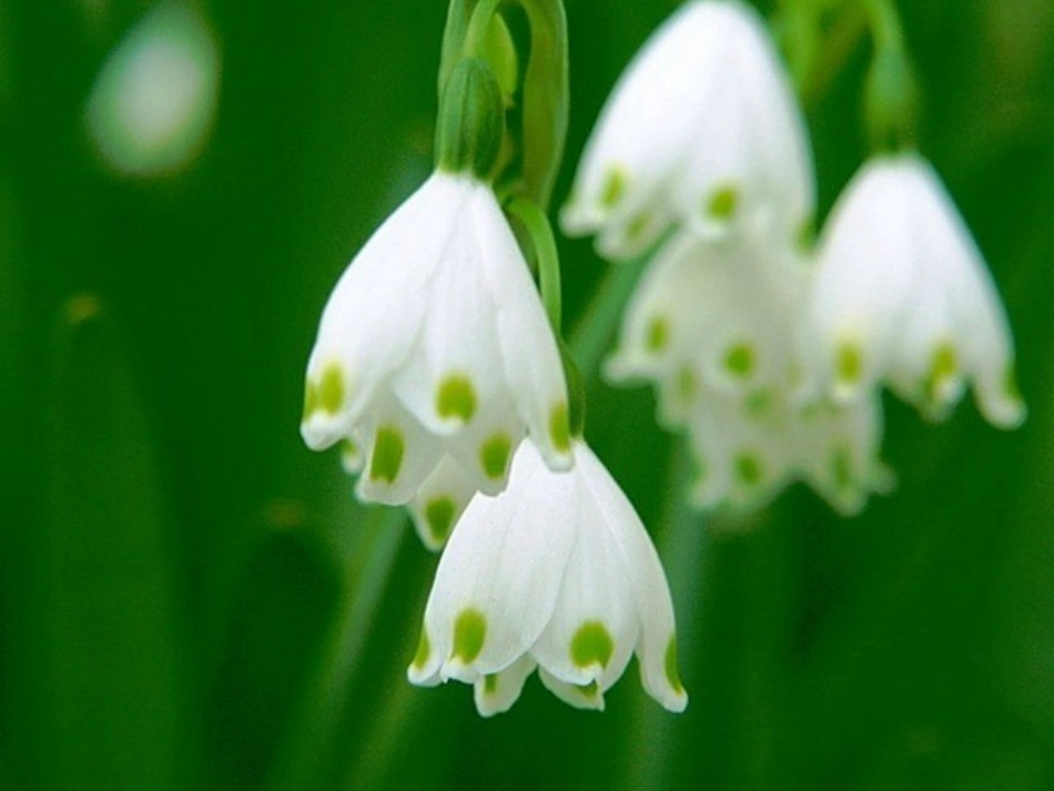 《百合花开》01_第2页