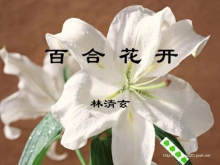 《百合花开》01