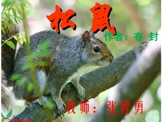 张程勇-松鼠课件