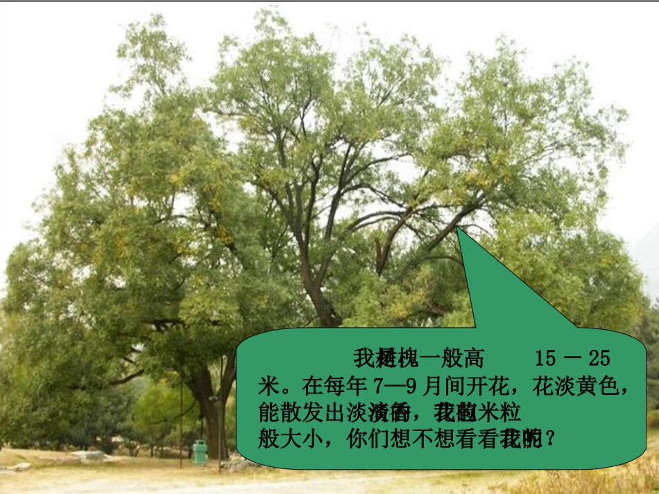 槐乡的孩子 _第2页