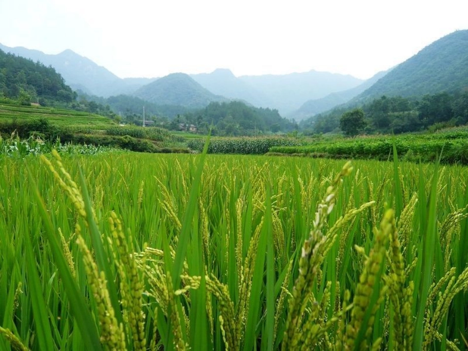 小母鸡种稻子_第2页