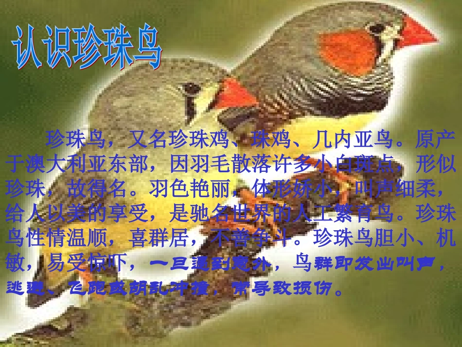 《珍珠鸟》课件2_第2页